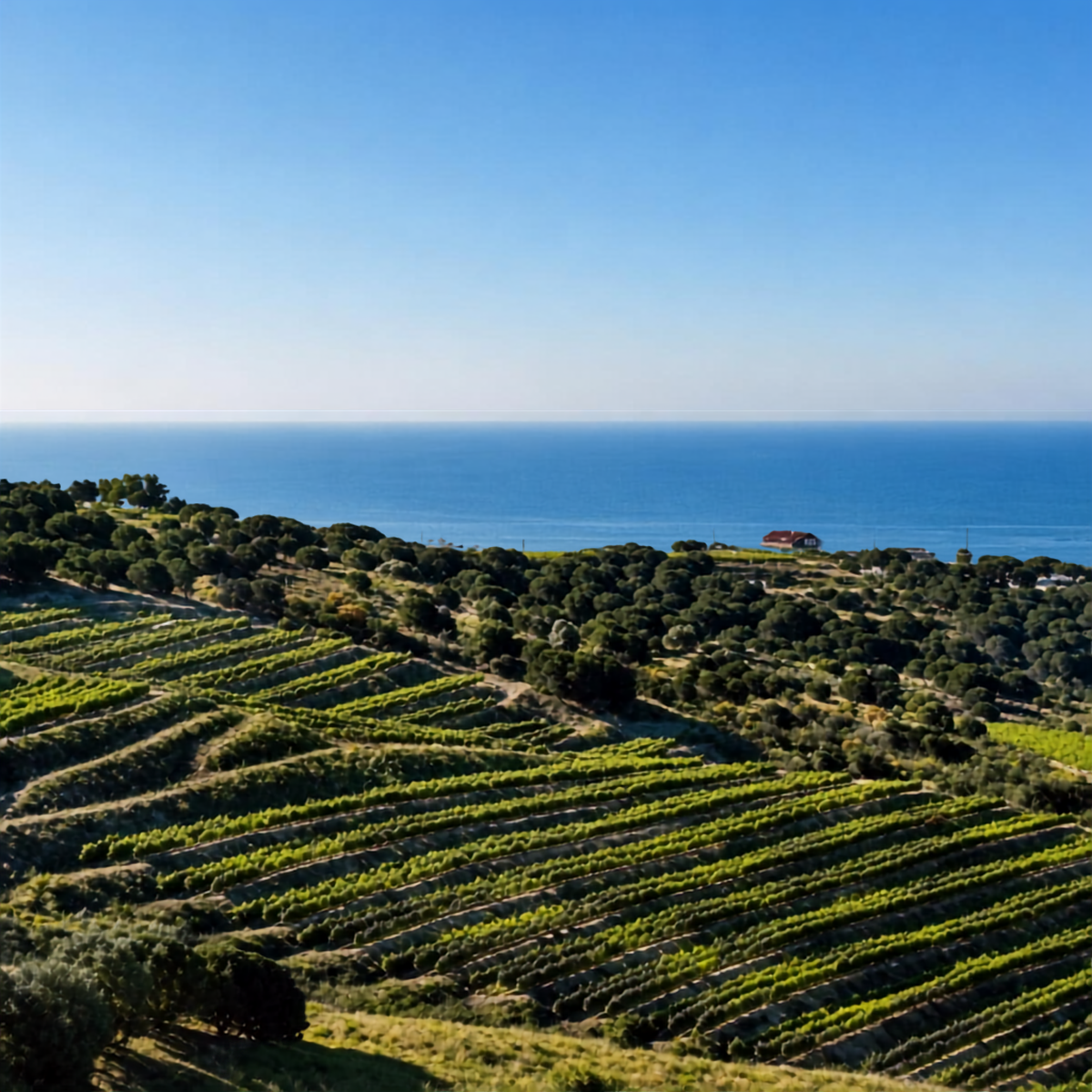 DO Alella & Casco antiguo: La joya escondida del mediterráneo