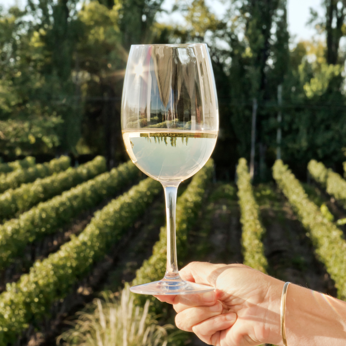 DO Penedès: Vino, Historia y Alma Mediterránea